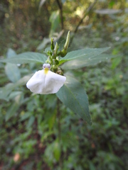 Pombalia communis