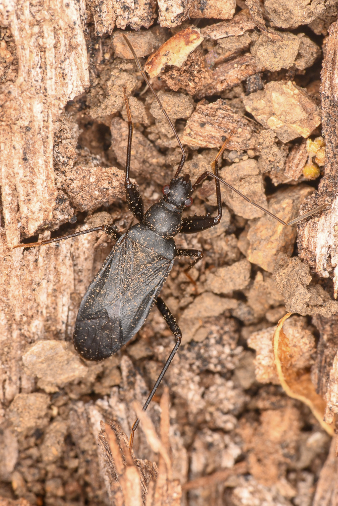 Zeropamera nigra