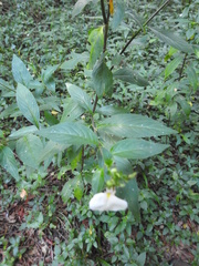 Pombalia communis