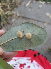 Tetranychus cinnabarinus