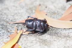 Trichogomphus mongol