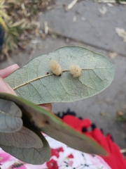 Tetranychus cinnabarinus