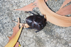 Trichogomphus mongol
