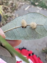 Tetranychus cinnabarinus