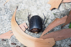 Trichogomphus mongol