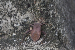 Mictis tenebrosa