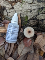 Leucoagaricus flammeotinctoides