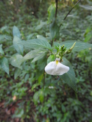 Pombalia communis