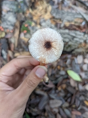 Leucoagaricus flammeotinctoides