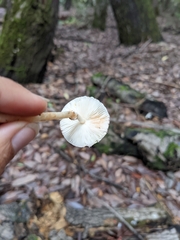 Leucoagaricus flammeotinctoides