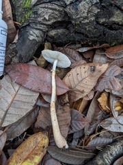 Leucoagaricus flammeotinctoides