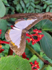 Nymphidium trinidadi
