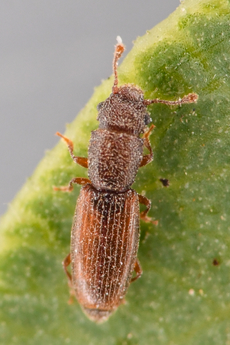 Hesperobaenus abbreviatus photo 2