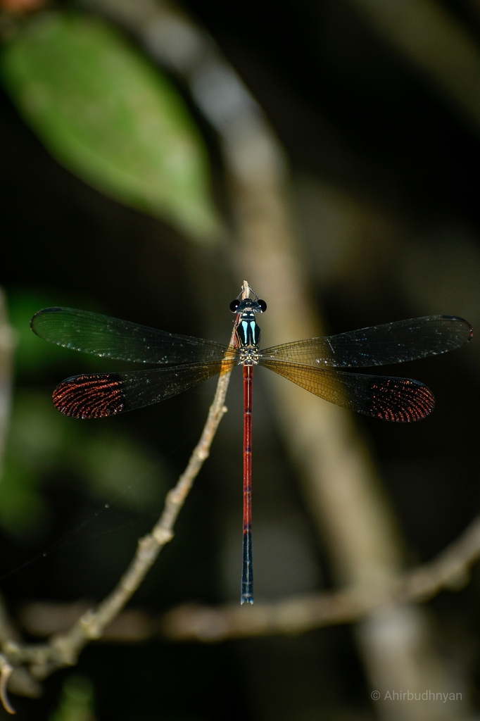 Malabar torrent dart