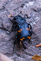 Nicrophorus mexicanus