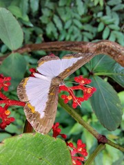 Nymphidium trinidadi