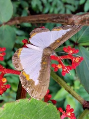 Nymphidium trinidadi