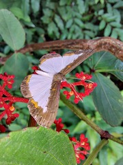 Nymphidium trinidadi