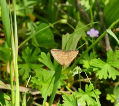 Chrysolarentia insulsata
