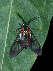 Cosmosoma anoxanthia