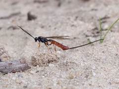 Dolichomitus irritator