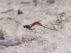 Dolichomitus irritator