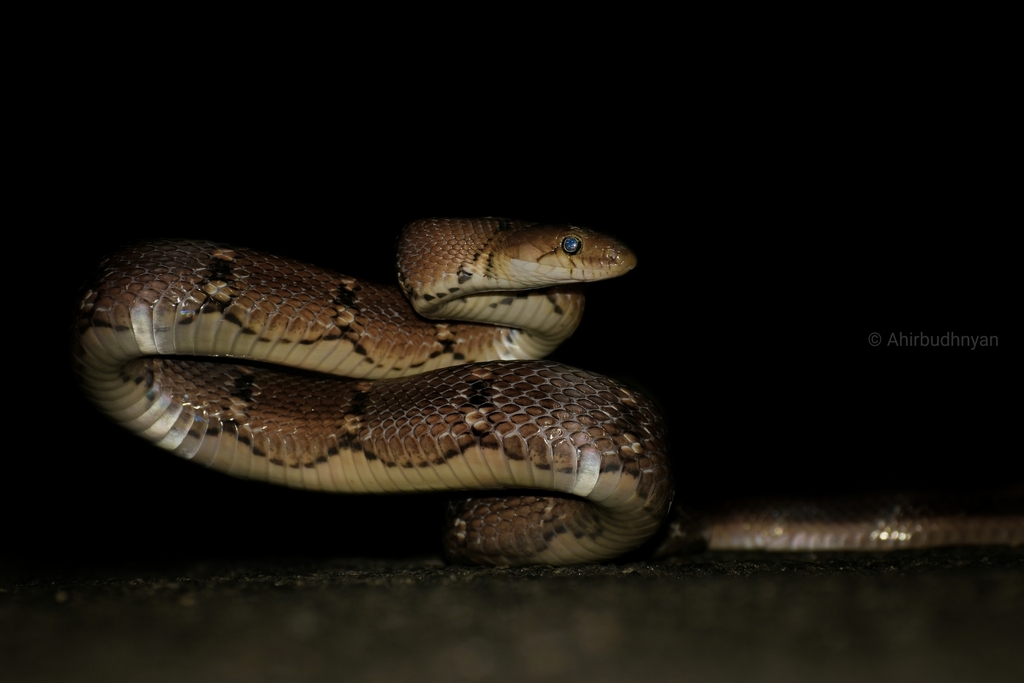 Trinket Snake