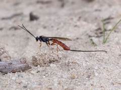 Dolichomitus irritator