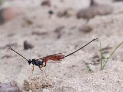 Dolichomitus irritator