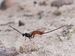 Dolichomitus irritator