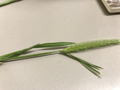 Hordeum pusillum
