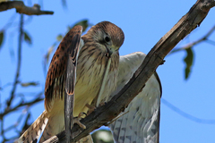 Delma inornata