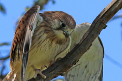 Delma inornata