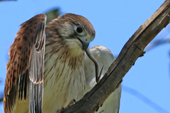 Delma inornata