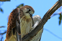 Delma inornata