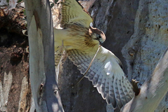 Delma inornata
