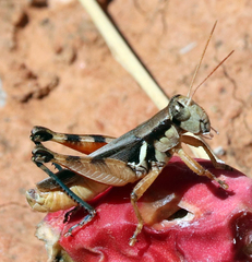Melanoplus glaucipes
