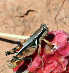Melanoplus glaucipes