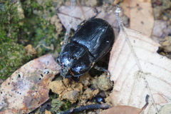 Trichogomphus mongol