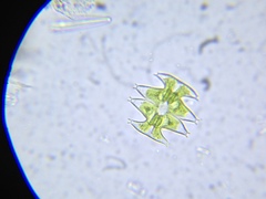 Micrasterias laticeps