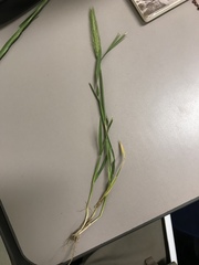 Hordeum pusillum