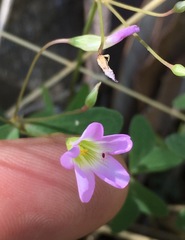 Oxalis alpina