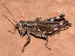 Melanoplus punctulatus