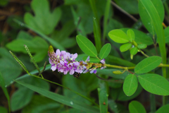 Grona heterocarpos