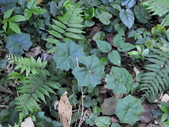 Hydrocotyle callicephala