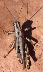 Melanoplus punctulatus