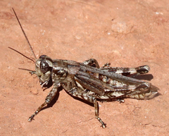 Melanoplus punctulatus