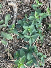 Stellaria pubera