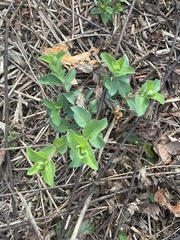 Stellaria pubera