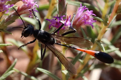 Ammophila placida